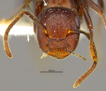 Media type: image;   Entomology 28548 Aspect: head frontal view